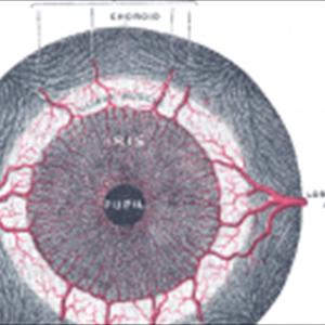 Delay Premature Ejaculation - Premature Ejaculation Can Be Controlled