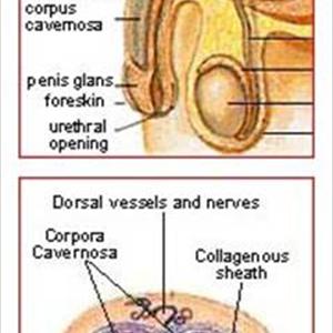 Premature Ejaculator - The Main Things You Should Know About Premature Ejaculation Problems And Treatments Premature Ejaculator - The Main Things You Should Know About Premature Ejaculation Problems And Treatments